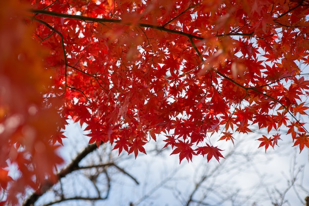 Rote Ahornblätter mit unscharfem Hintergrund. Japan Herbstsaison