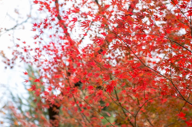 Rote Ahornblätter mit unscharfem Hintergrund. Japan Herbstsaison