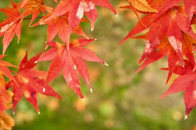 Rote Ahornblätter