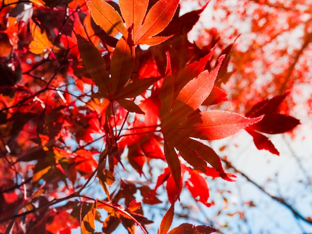 Rote Ahornblätter