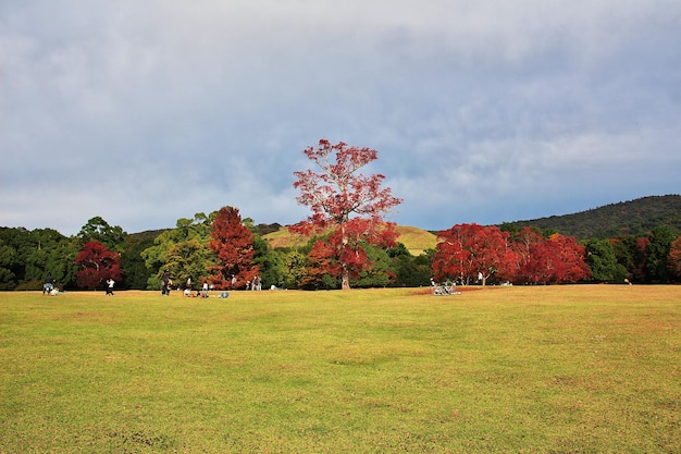 Rote Ahorne Momiji im Nara Park Japan