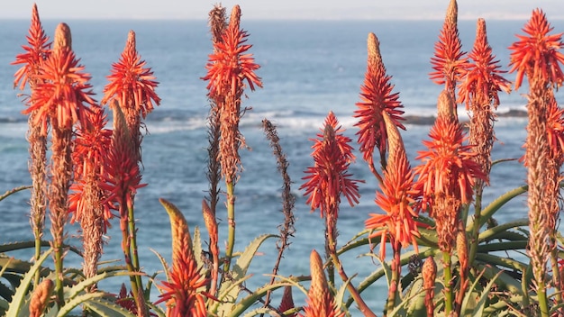 Rote Aloe Blume Blüte Sukkulente Blüte Strand Wellen Kalifornien Küstenflora