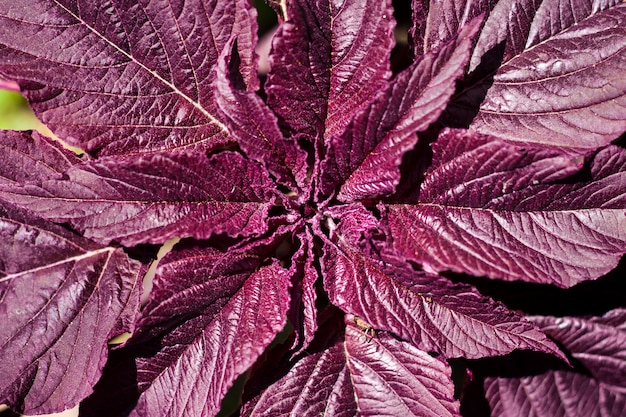 Rote Amaranth (Amaranthus cruentus) Nahaufnahme. Natürliche Oberfläche