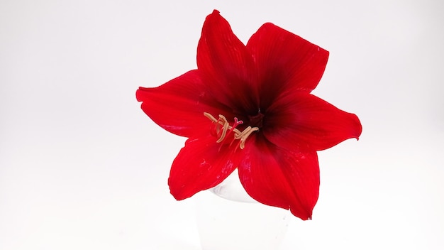 Rote Amaryllis Pflanzen der Gattung Amaryllis sind als Belladonna-Lilie Jersey-Lilie nackte Dame bekannt