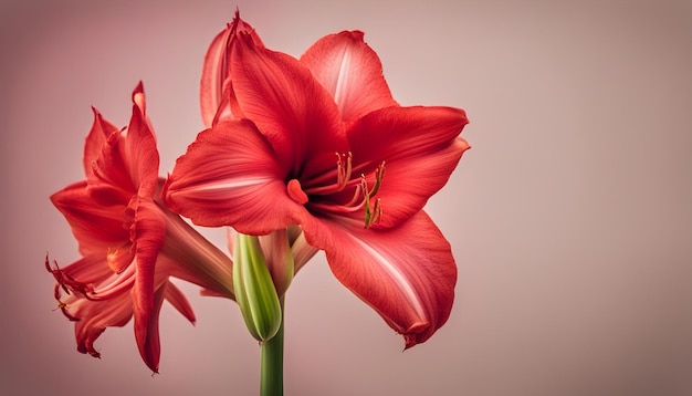 Foto rote amaryllisblüte mit isolierter mit weichem hintergrund