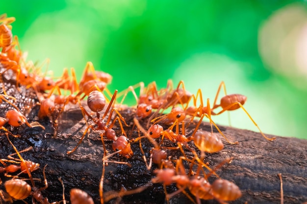 Rote Ameise Aktion Ameise Trinkwassertropfen auf dem Ast großer Baum im Garten zwischen grünen Blättern verschwimmen Hintergrund selektiver Augenfokus und schwarzer Hintergrund Makro