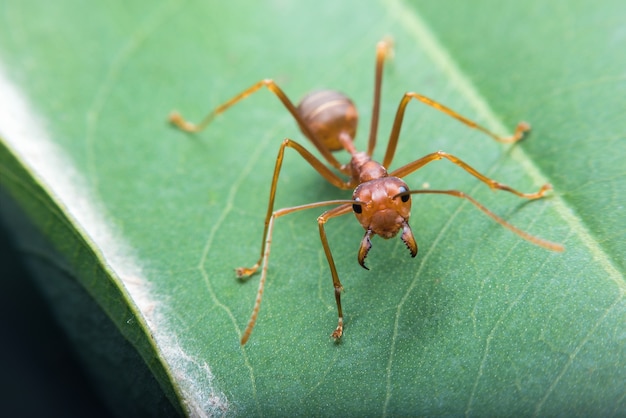 Rote Ameise auf Blatt versuchen, das Nest zu schützen