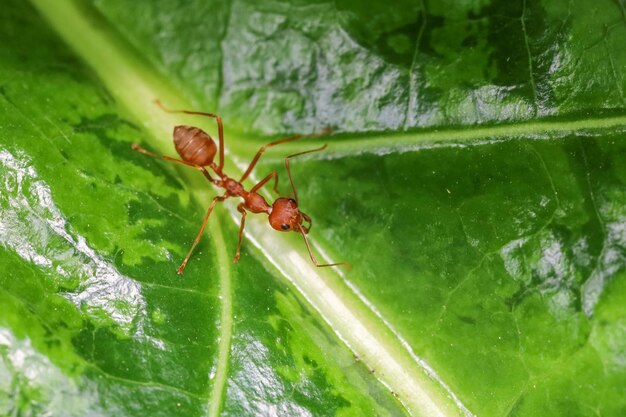 Foto rote ameise auf frischem blatt in der natur in thailand hautnah