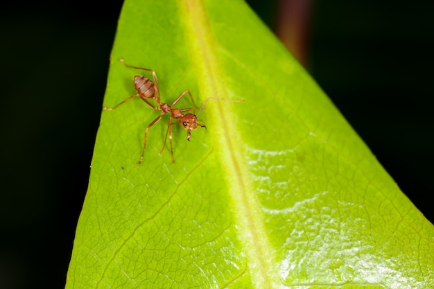 rote Ameise auf frischem Blatt in der Natur