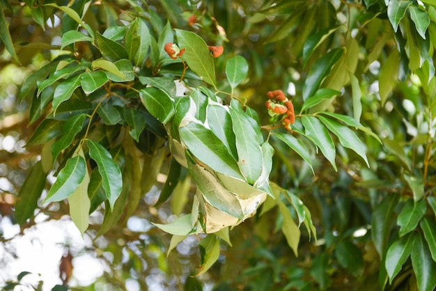 Rote Ameise auf Litschibaum Ameisennest mit Blatt auf grünem Baum