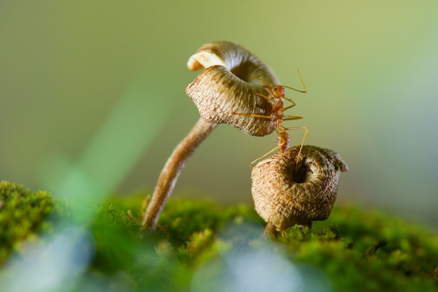 rote Ameise auf Pilz in tropischer Gartenpilztapete