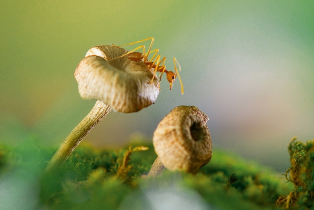 rote Ameise auf Pilz in tropischer Gartenpilztapete