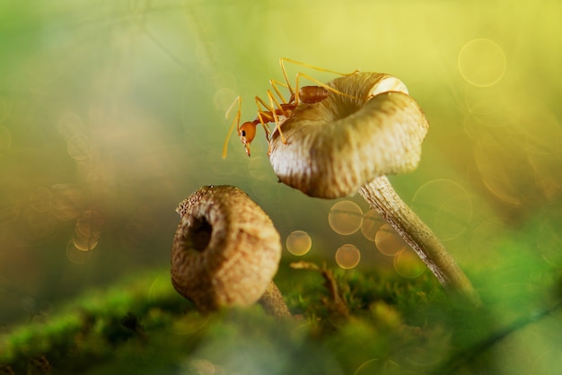 rote Ameise auf Pilz in tropischer Gartenpilztapete