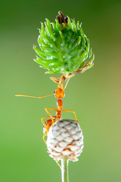 Foto rote ameise heben, starke ameise