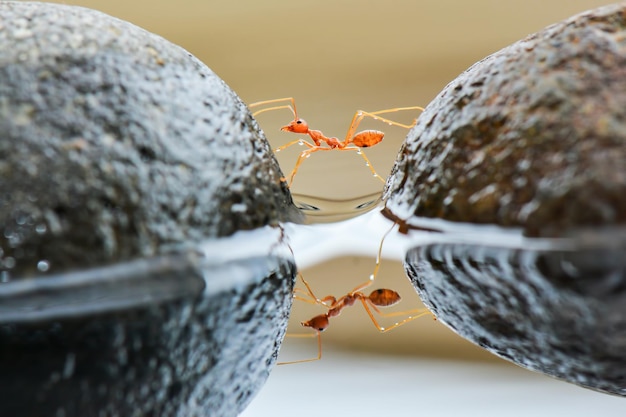 Rote Ameisen, die das Wasser überqueren
