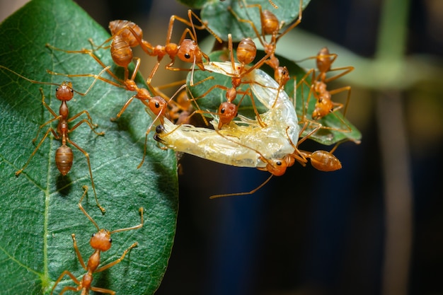 Rote Ameisen schicken sich gegenseitig Nahrung