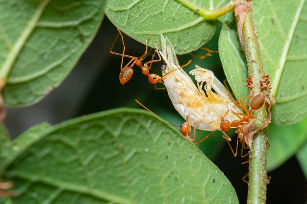Rote Ameisen schicken sich gegenseitig Nahrung