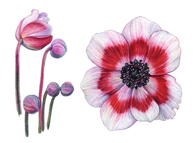 Foto rote anemonen aquarellzeichnung auf papier