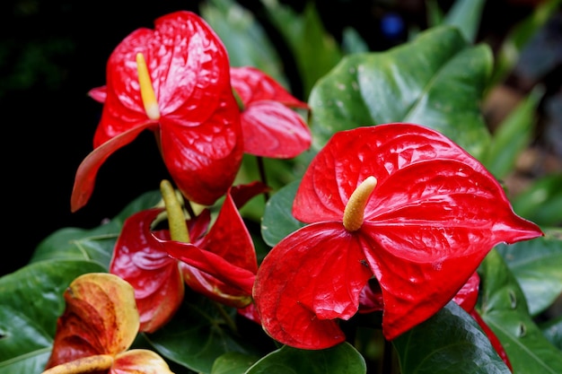 Rote Anthurie im Garten