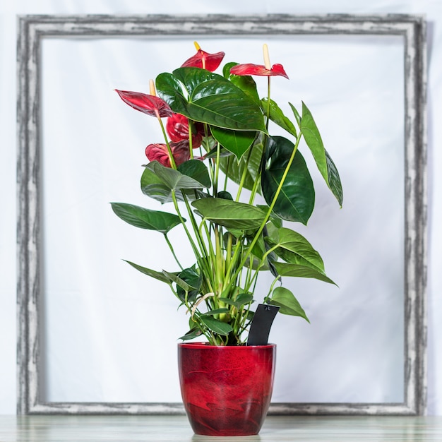 Rote Anthurium Laceleaf Blume im roten Topf, Rahmenraum