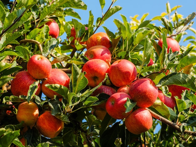 Rote Apfelernte, Royal Gala, auf dem Land