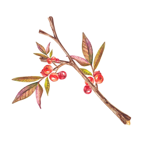 Rote Aquarellbeeren auf Zweig mit Blättern, die auf weißem Hintergrund hervorgehoben sind Aquarellillustration