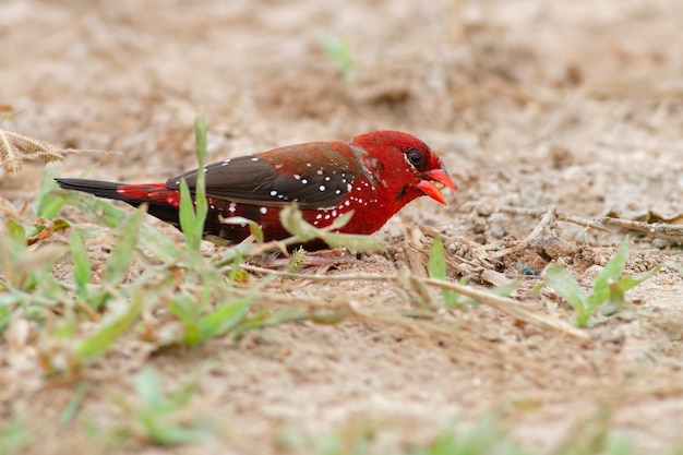 Rote Avadavat Amandava amandava schöne männliche Vögel von Thailand