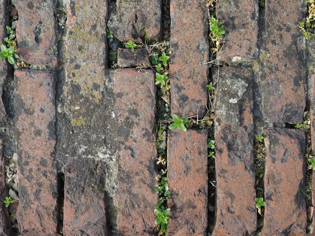 Rote Backsteinmauer mit wachsendem Gras