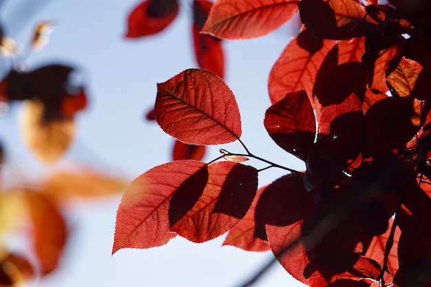 Rote Baumblätter im Frühjahr