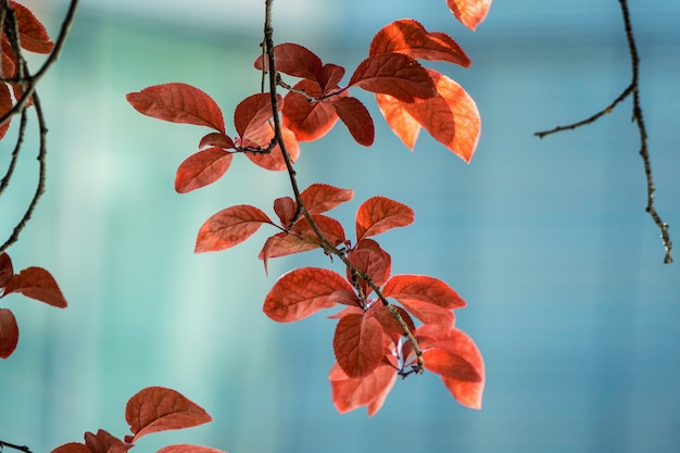 rote Baumblätter im Frühjahr