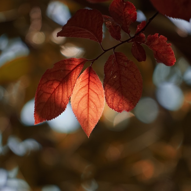 Rote Baumblätter in der Herbstsaison