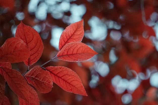 Rote Baumblätter in der Herbstsaison