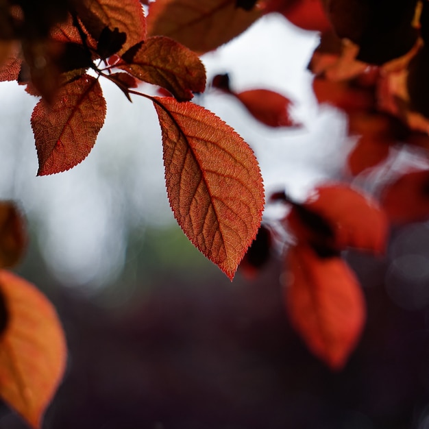 Rote Baumblätter in der Natur im roten Hintergrund der Herbstsaison season