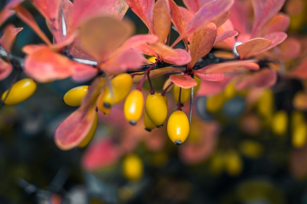 Rote Beere auf einem Ast