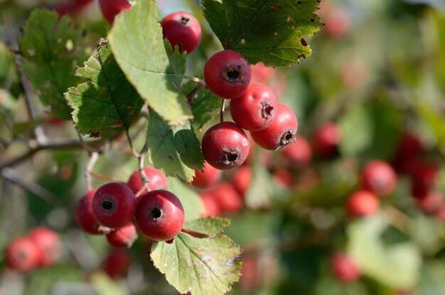 Foto rote beeren auf dem baum