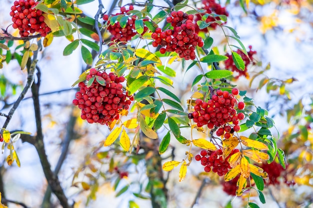 Rote Beeren der Eberesche auf einem Baum im sonnigen Wetter