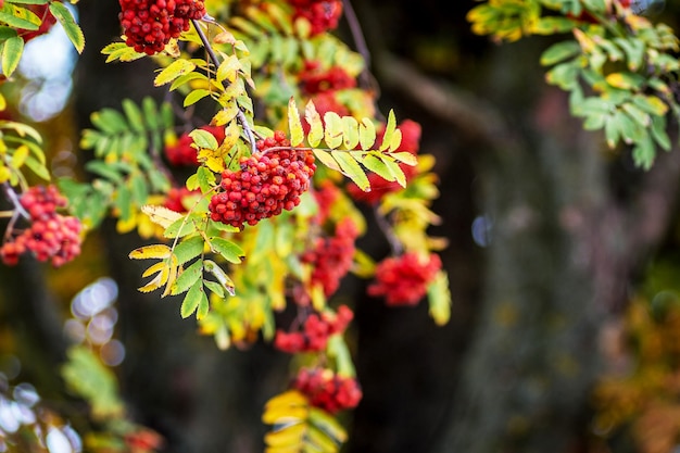 Rote Beeren der Eberesche auf einem dunklen Baumstamm