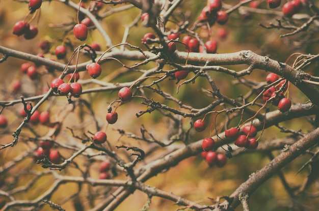 Rote Beeren des Weißdorns im Naturherbstsaisonweinlesehintergrund