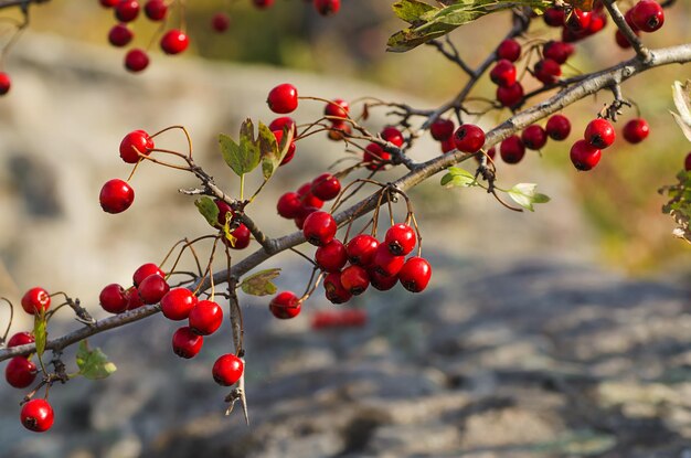 Rote Beeren des Weißdorns im saisonalen Hintergrund des Naturherbstes