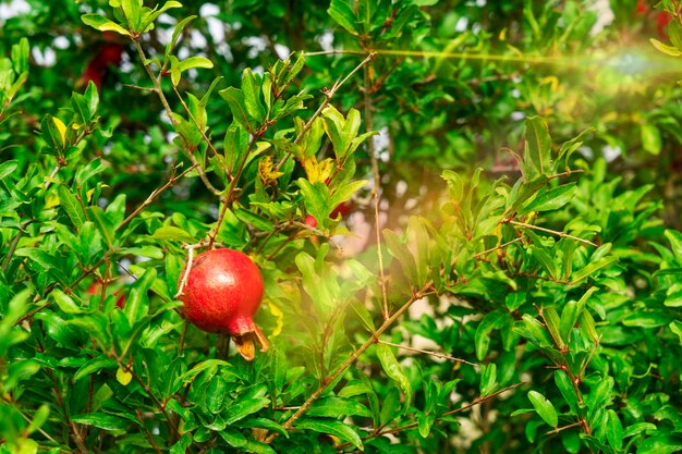 Foto rote beeren, die auf einem baum wachsen