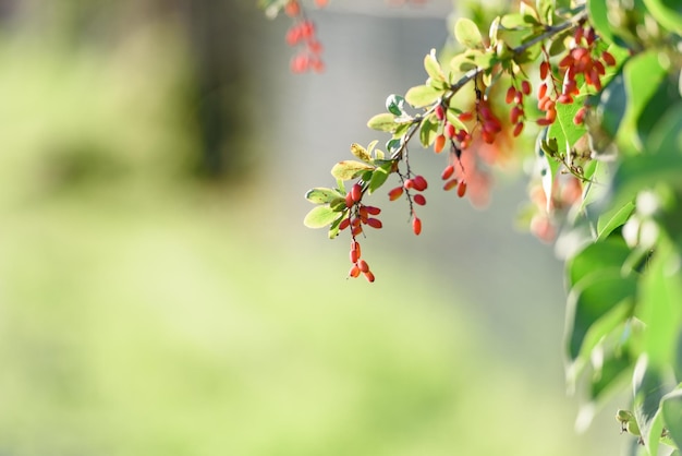 Rote Beeren im Herbst verschwommen Ein Zweig der roten Beeren im Garten Natürlicher Hintergrund im Herbst Sonnig