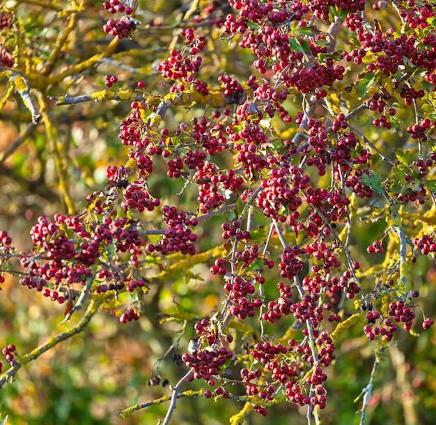 Rote beeren im herbst