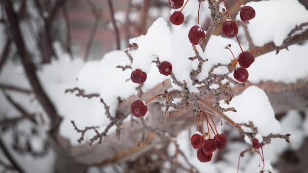 Rote Beeren im Schnee.