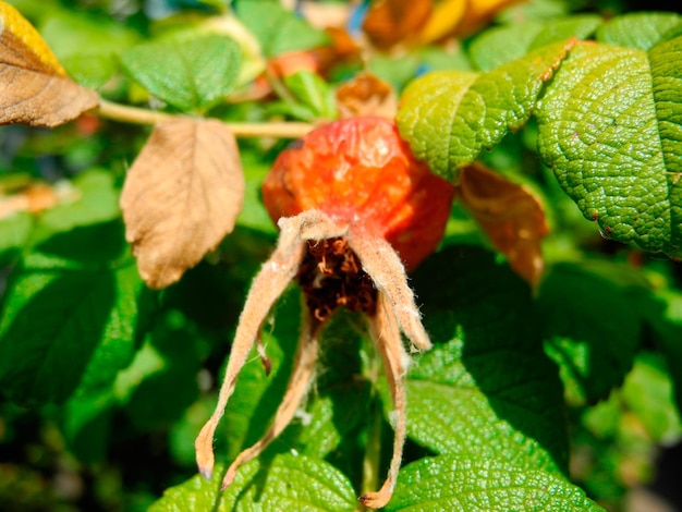 Foto rote beeren medizinische hagebutten reife runde hüften