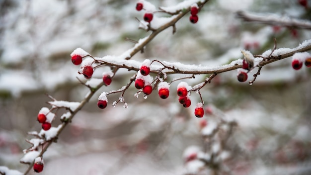 Rote Beeren mit Schnee bedeckt