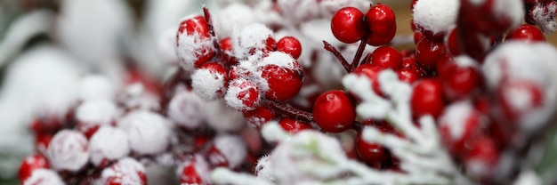 Rote Beeren sind im Winter mit Schnee bedeckt