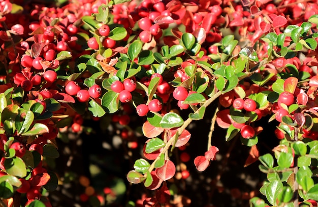 Rote Beeren Strauch im Sonnenlicht von Patagonien, Stadt El Calafate, Argentinien, Südamerika