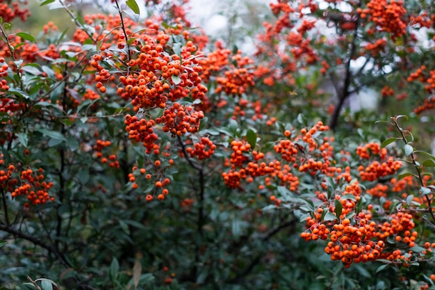 Rote Beeren von Pyracantha coccinea im Sommer