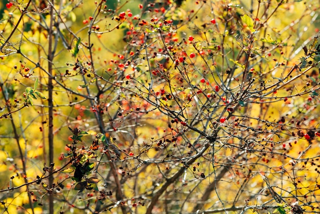 Rote Beeren von Viburnum auf Zweigen im Sonnenuntergang.