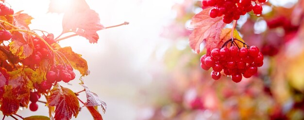 Rote Beeren von Viburnum im Garten auf dem Busch Herbsthintergrund mit roten Beeren von Viburnum-Panorama